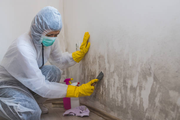 Best Post-Flood Mold Remediation in Throop, PA