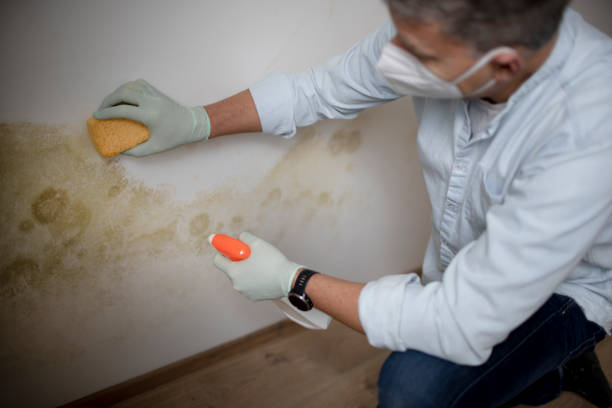 Best DIY Mold Remediation Support Services in Throop, PA