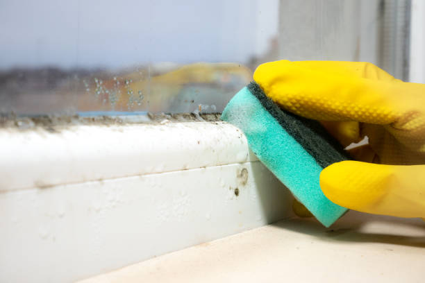Best Bathroom Mold Remediation in Throop, PA